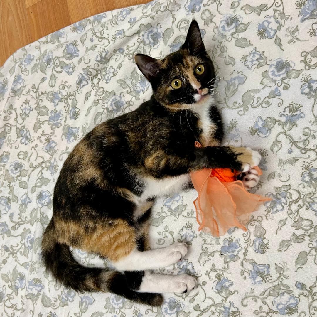 Lola (Adopted!)