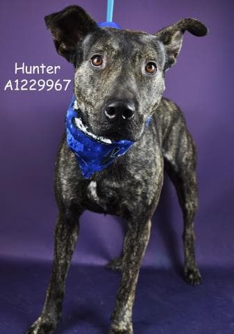 *Hunter