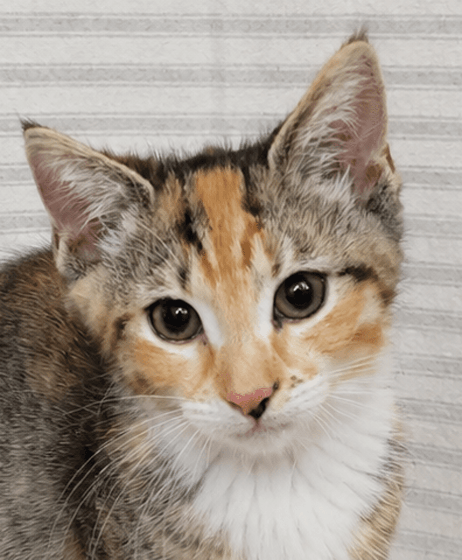 Kitten Yasso at Montrose Petsmart!