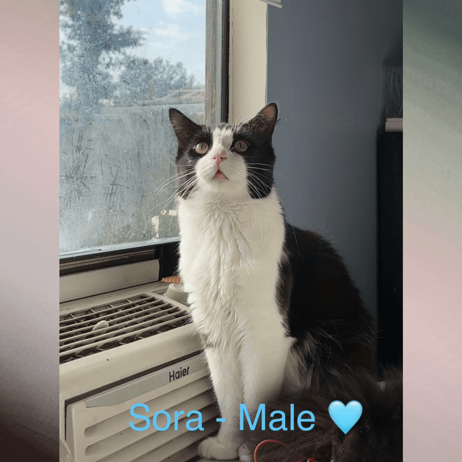 Sora