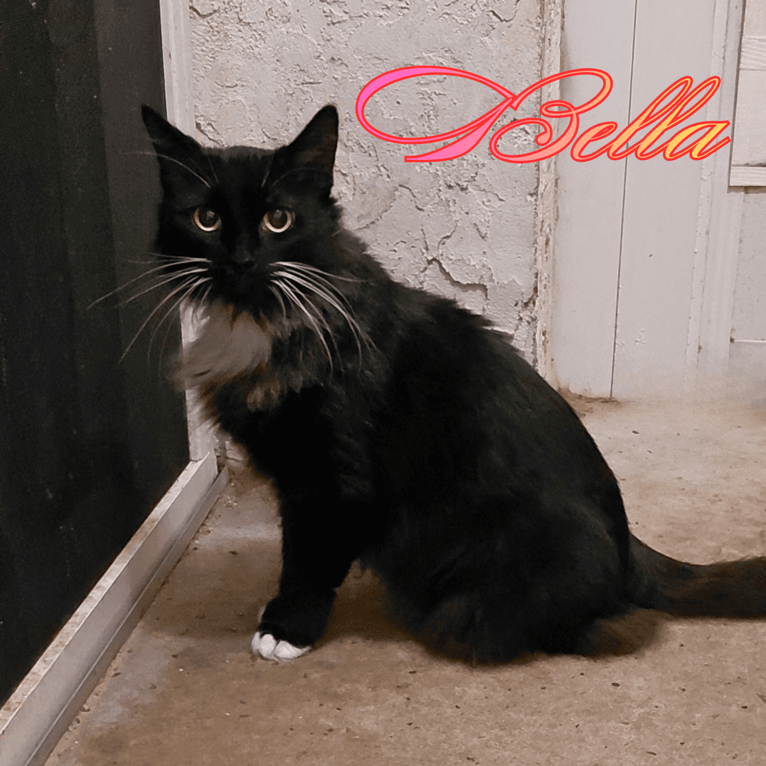 Bella