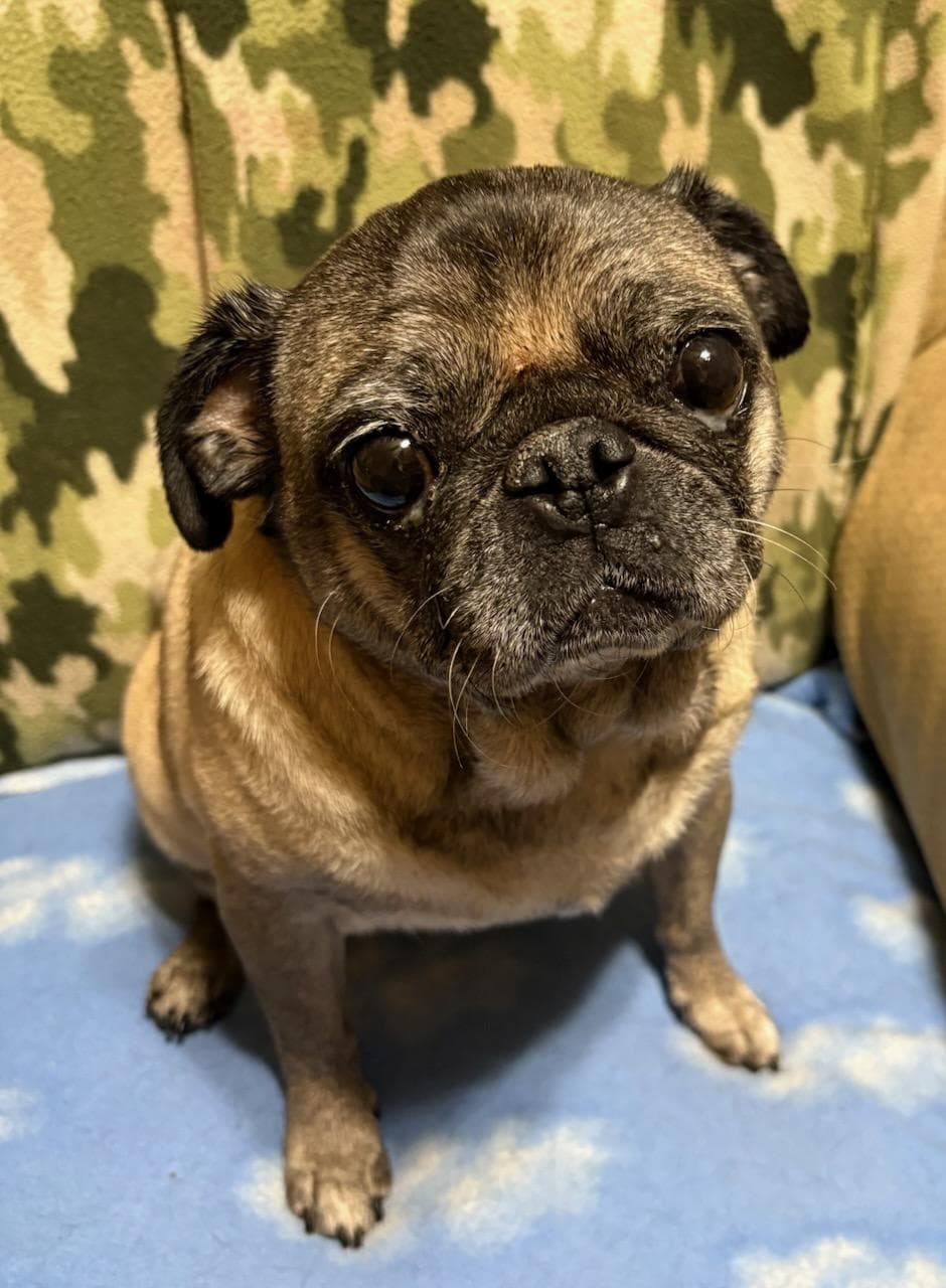 4015 - 2026 Frankie (ADOPTION PENDING)
