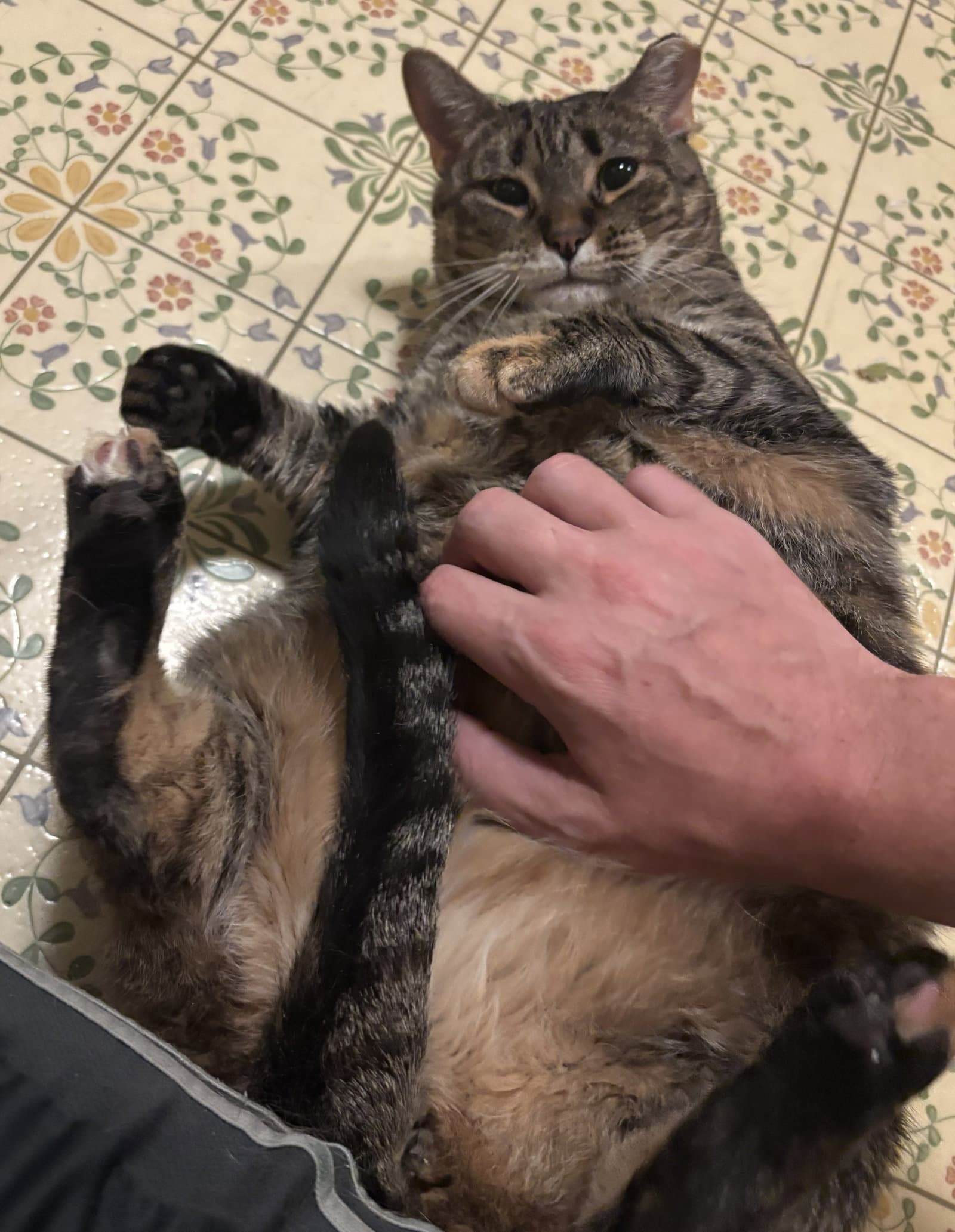 Venelope (Senior Cat Special Soul Needed!)