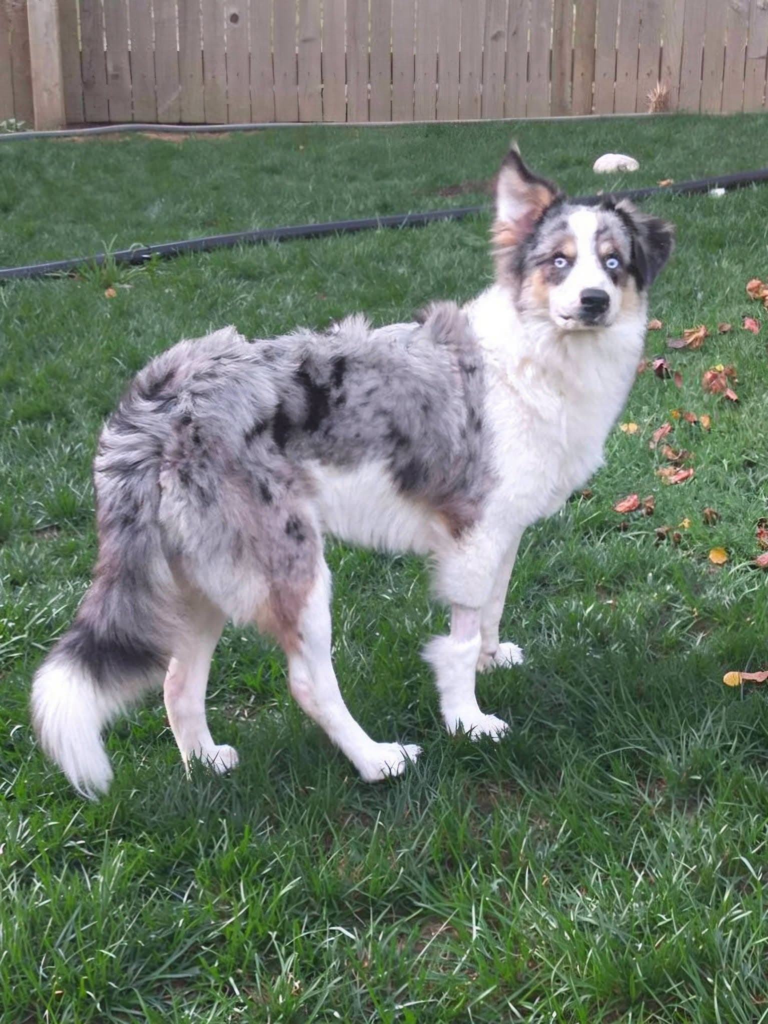 Bandit