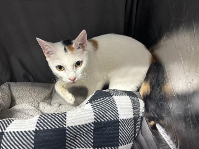 Zoe