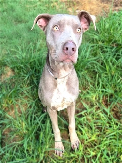 Zeus