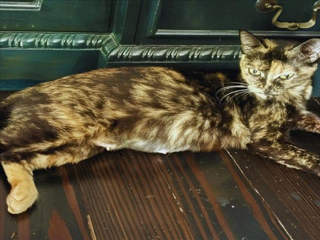 Kali