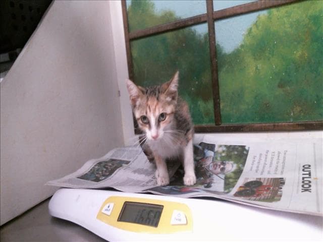 Alice