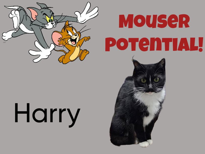 Harry