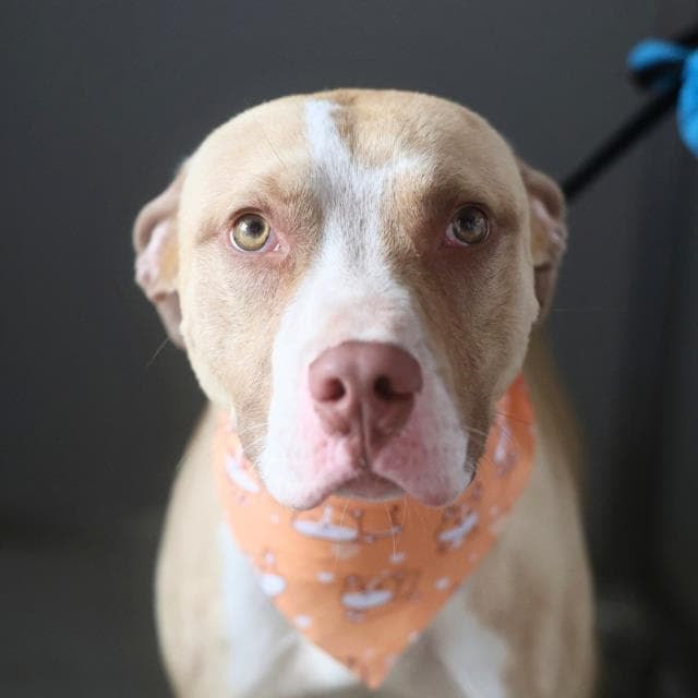 Runtz