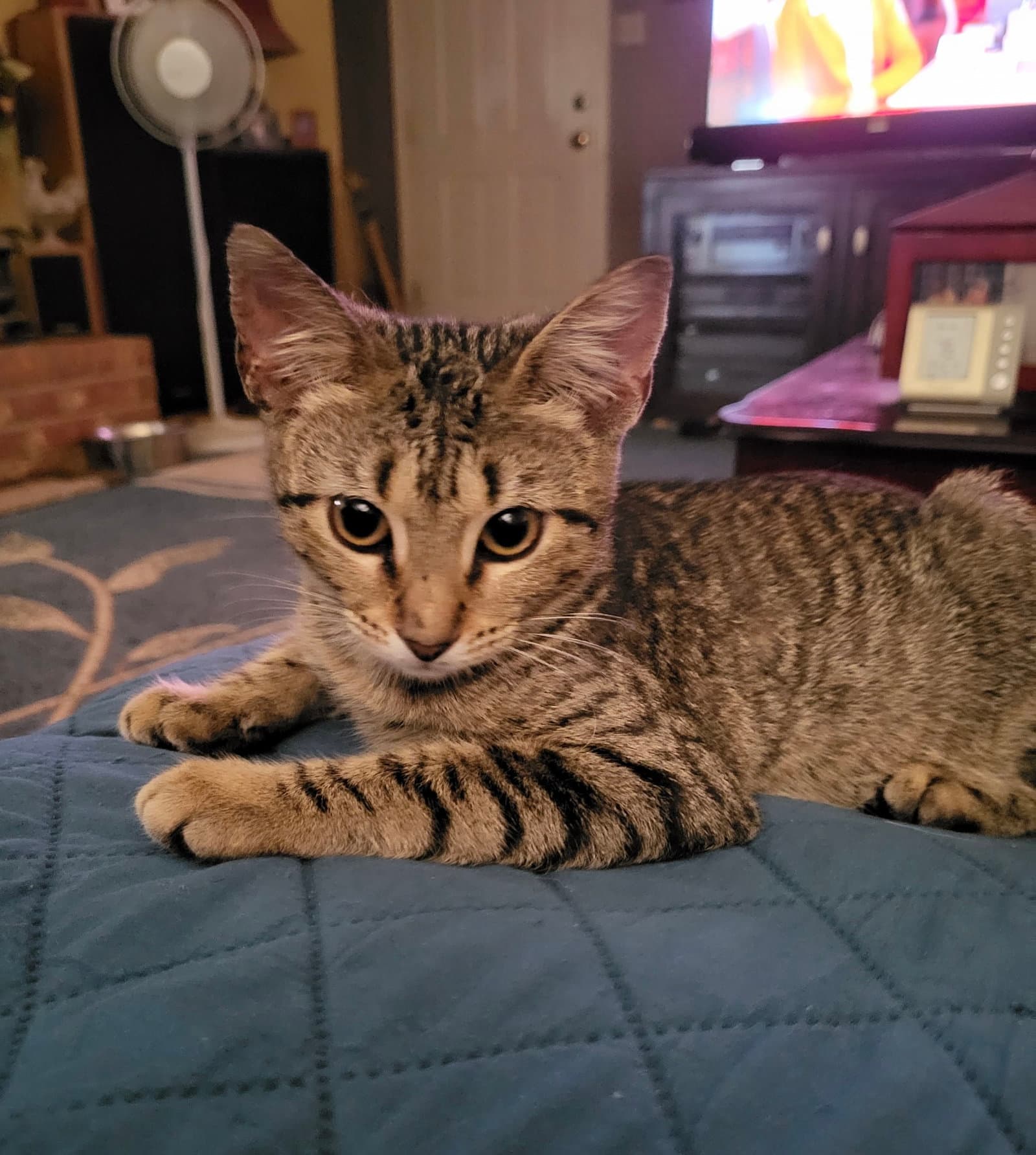 Camo