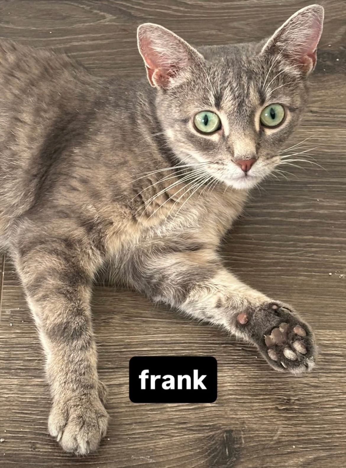 Frank (aka Frankie) female