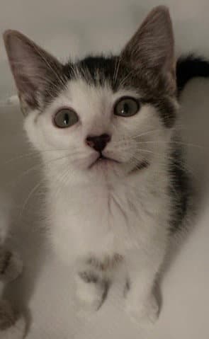 Calypso