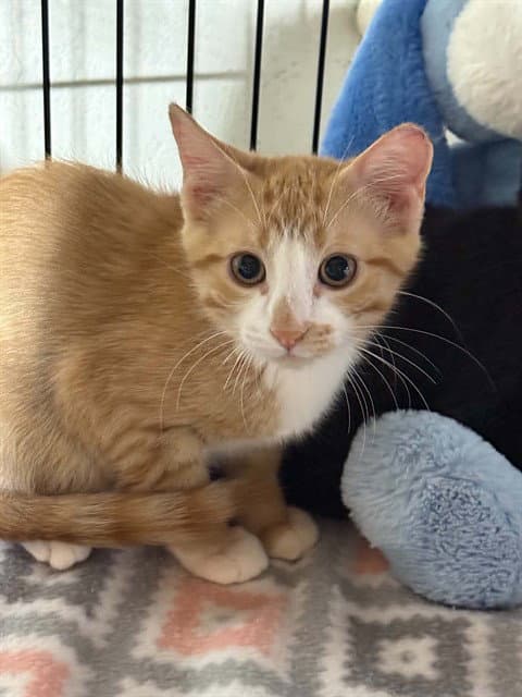 Phineas