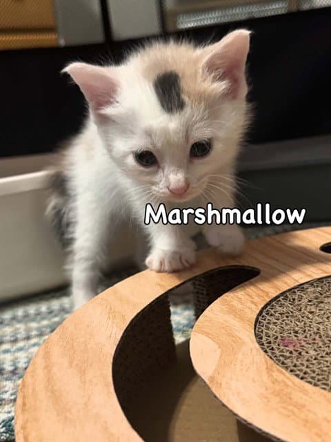Marshmallow