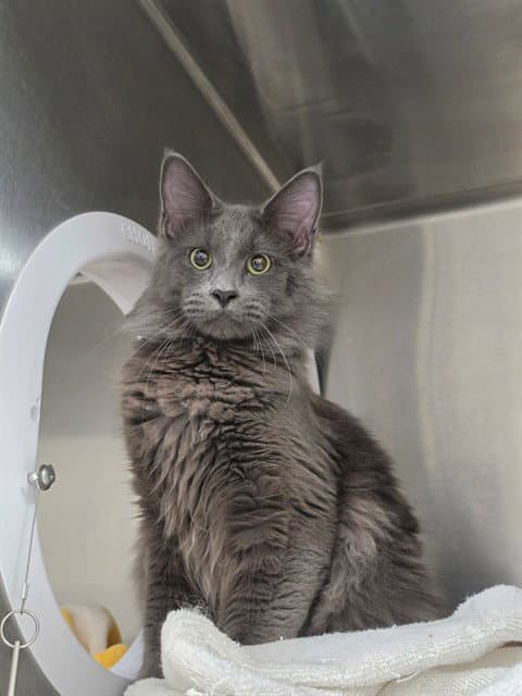 Baron Von Floof