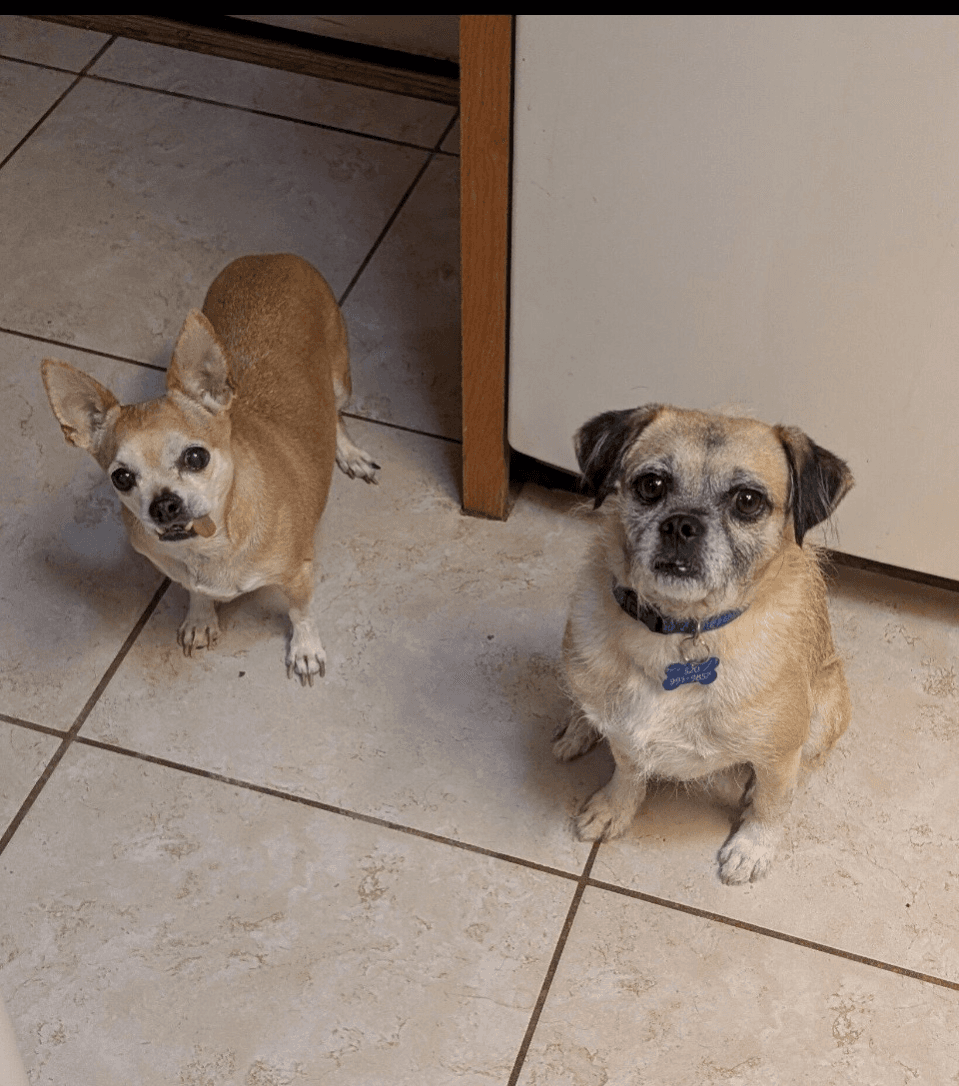 COURTESY POSTING PugsLee