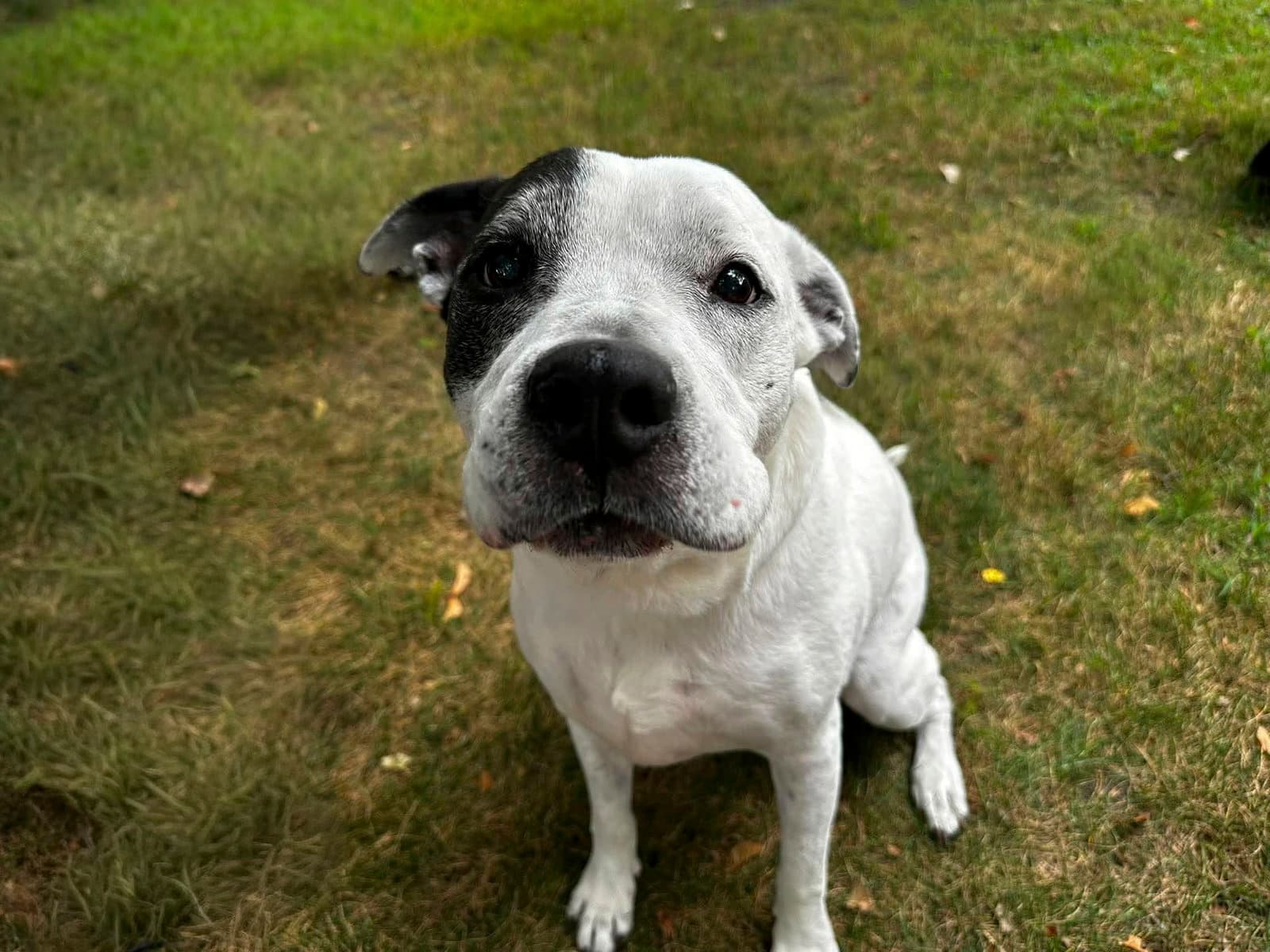 Rockyroad - ADOPTION PENDING