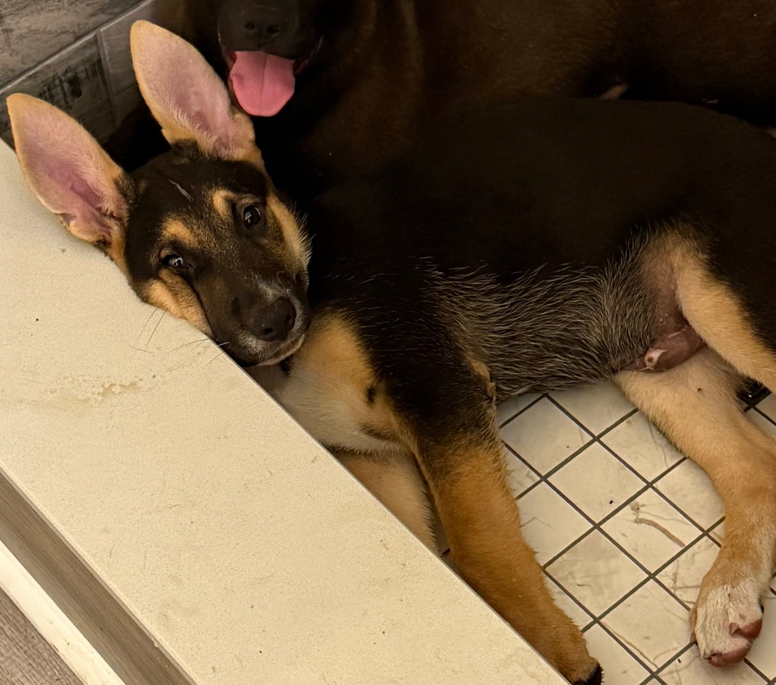 Jv Litter McCartney - ADOPTED
