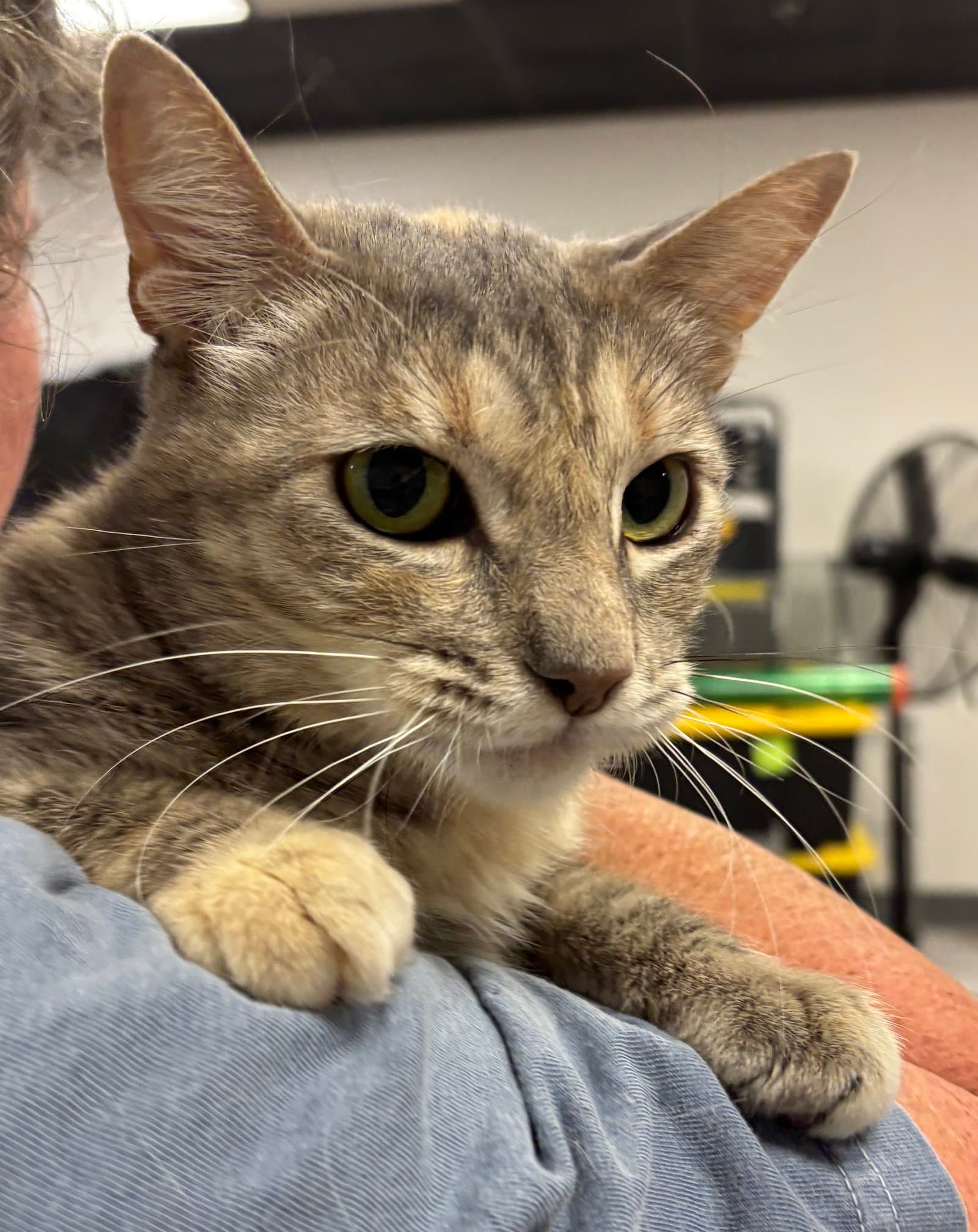 Rose (Napa Petco)