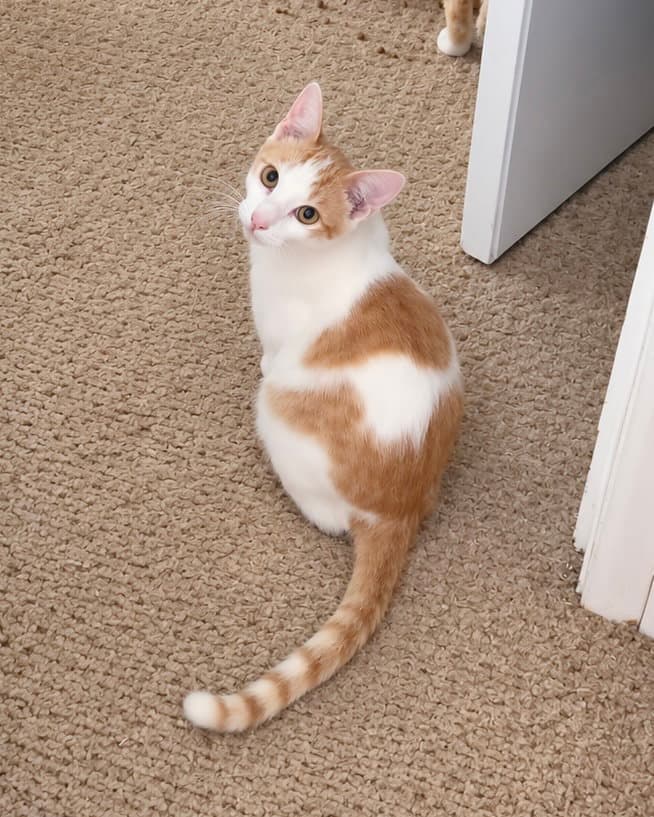 Archie ( JJ) Napa Petco