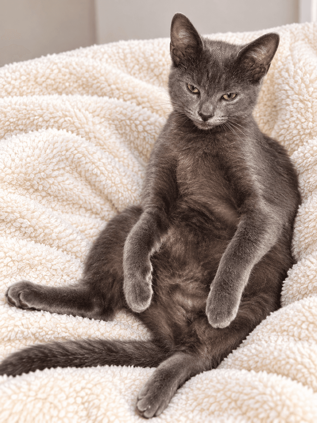 Chat Napa @Petco