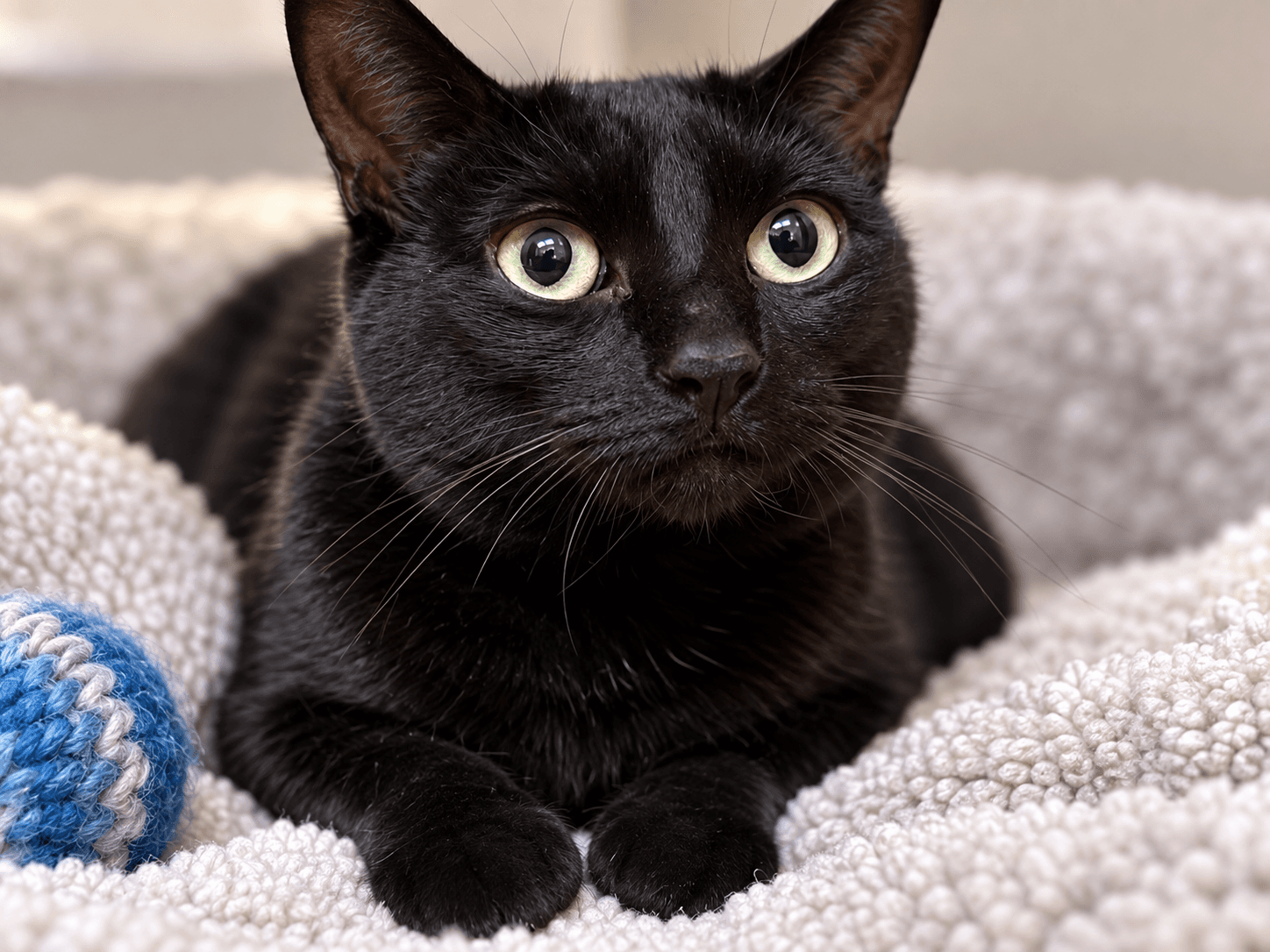 Luna Napa Petco