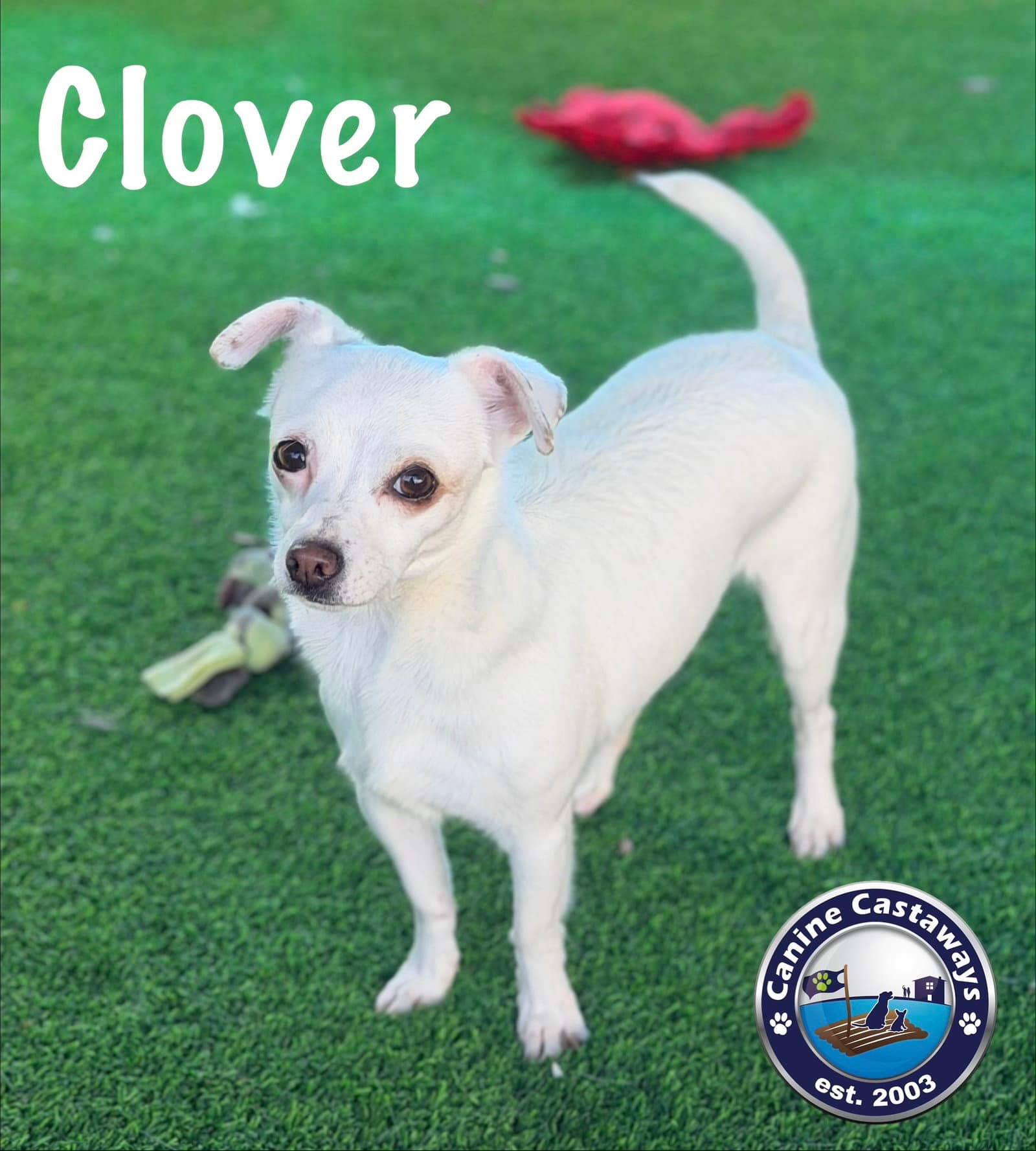 Clover