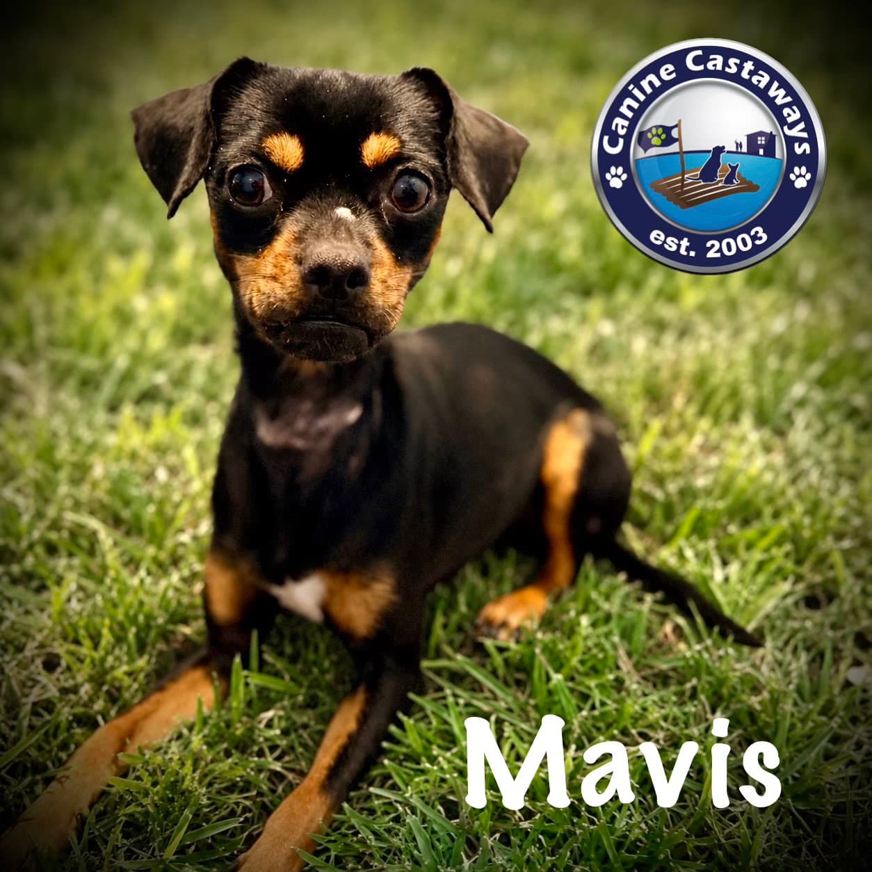 Mavis