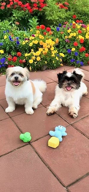 Orville & Prescott