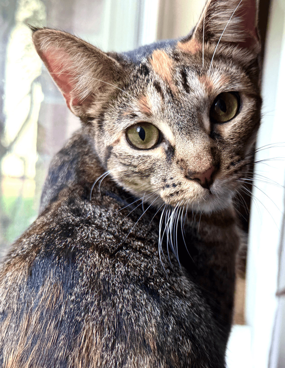 Clementine
