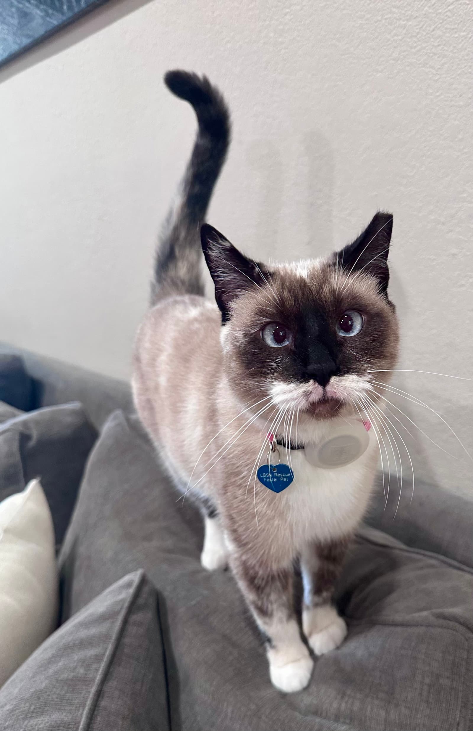 Lady Lulu