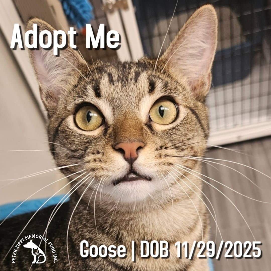 Goose
