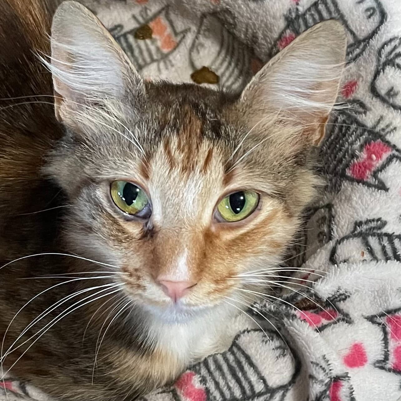 Glenda (Courtesy Posting)