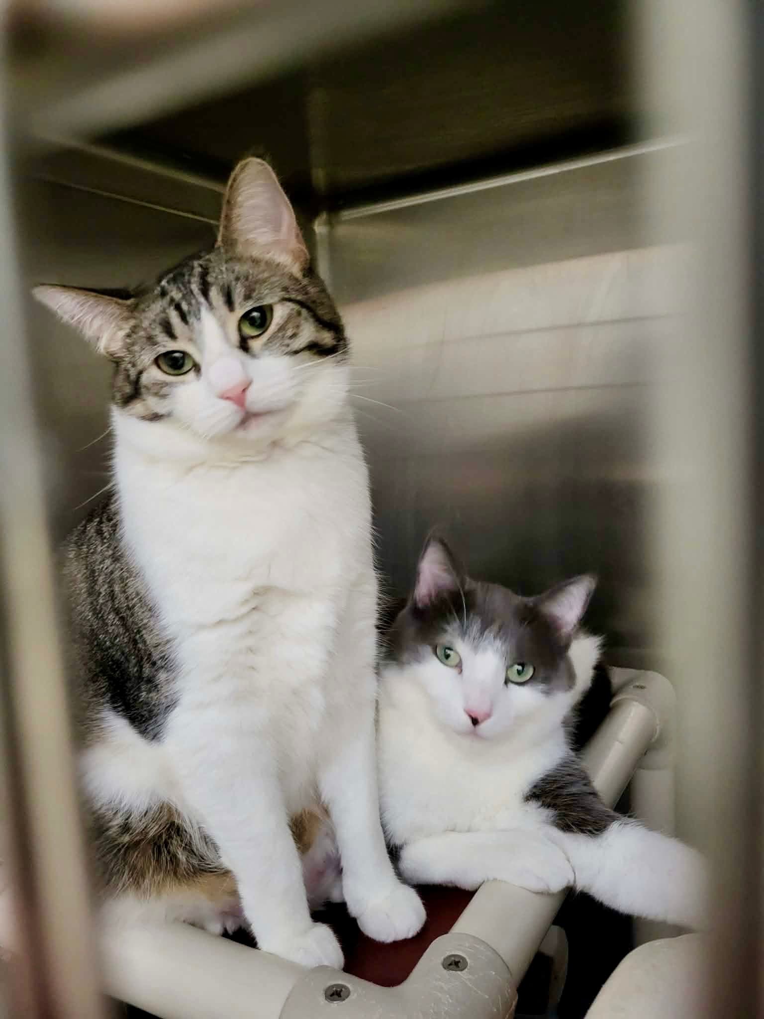 Furby (Bonded w/Emmett)