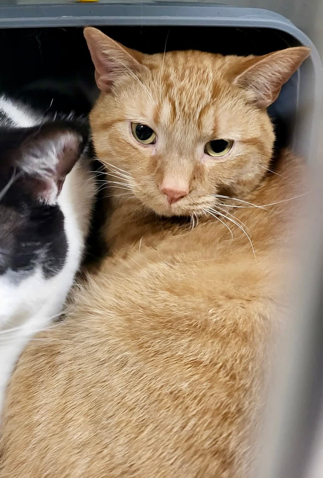 Bartholomew (Bonded w/Checkers)