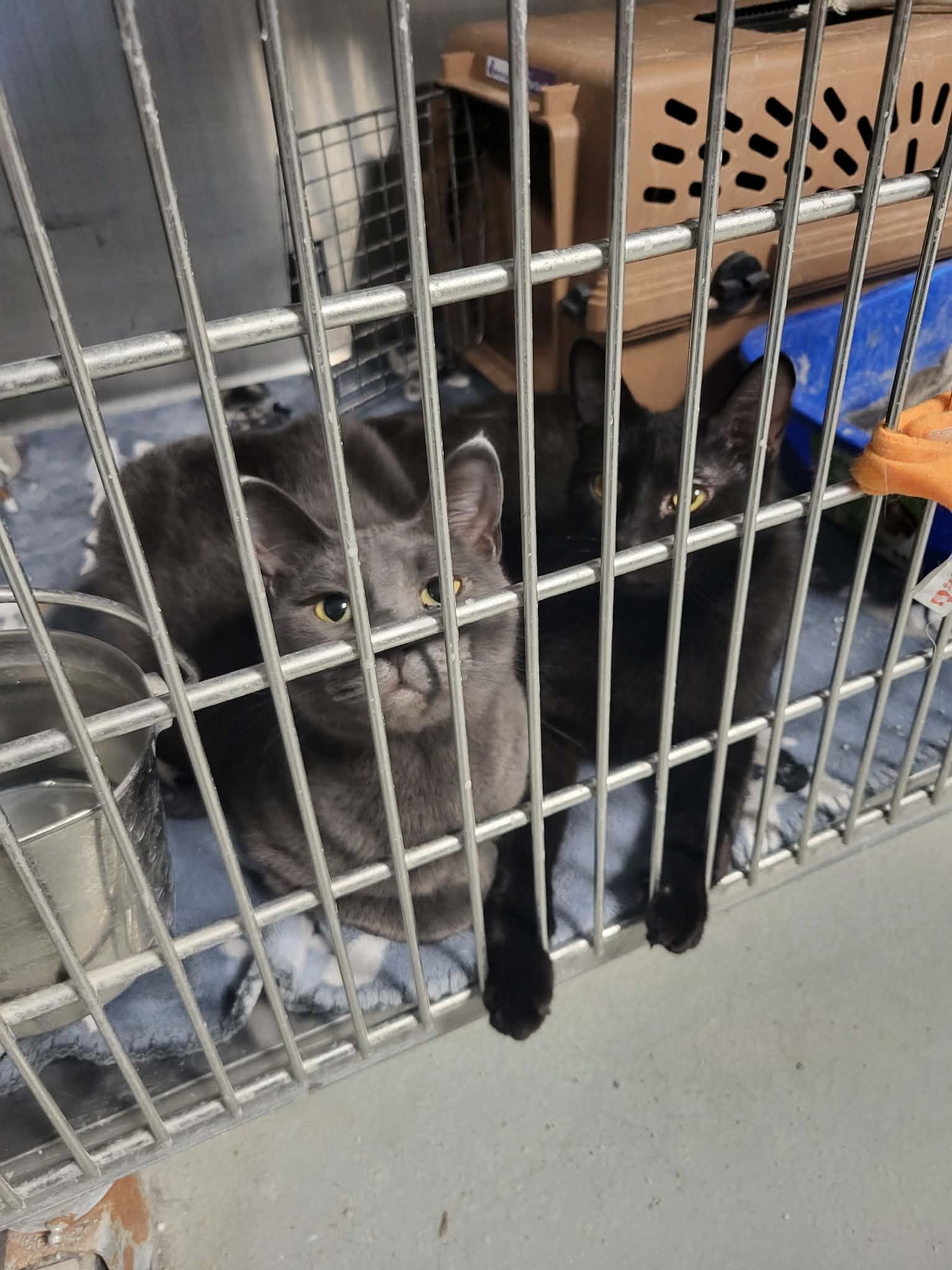 Rebel (Bonded w/Desi)
