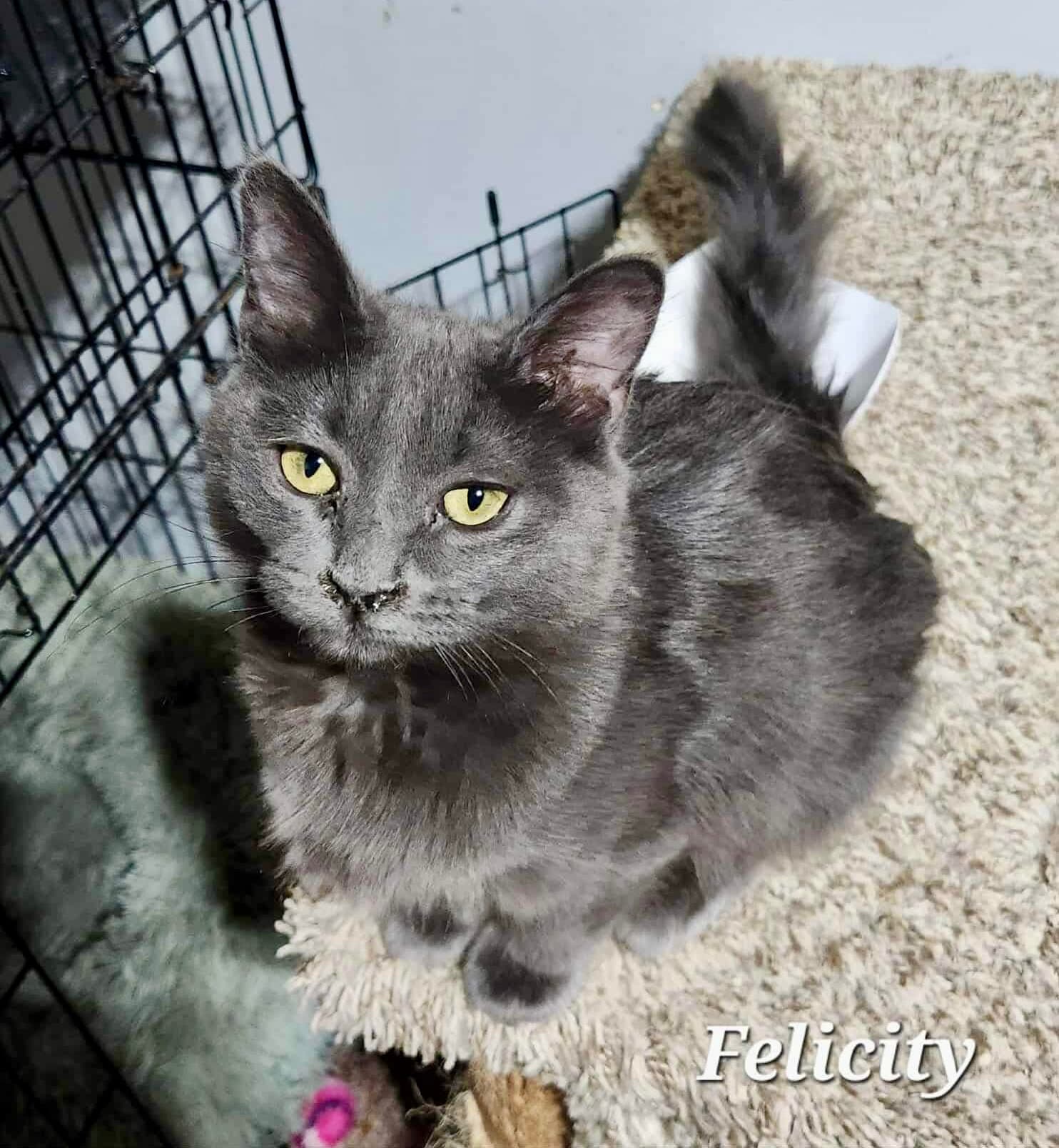 Felicity