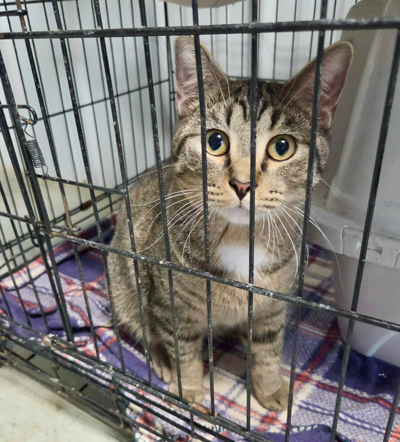 Walter (Bonded w/William)