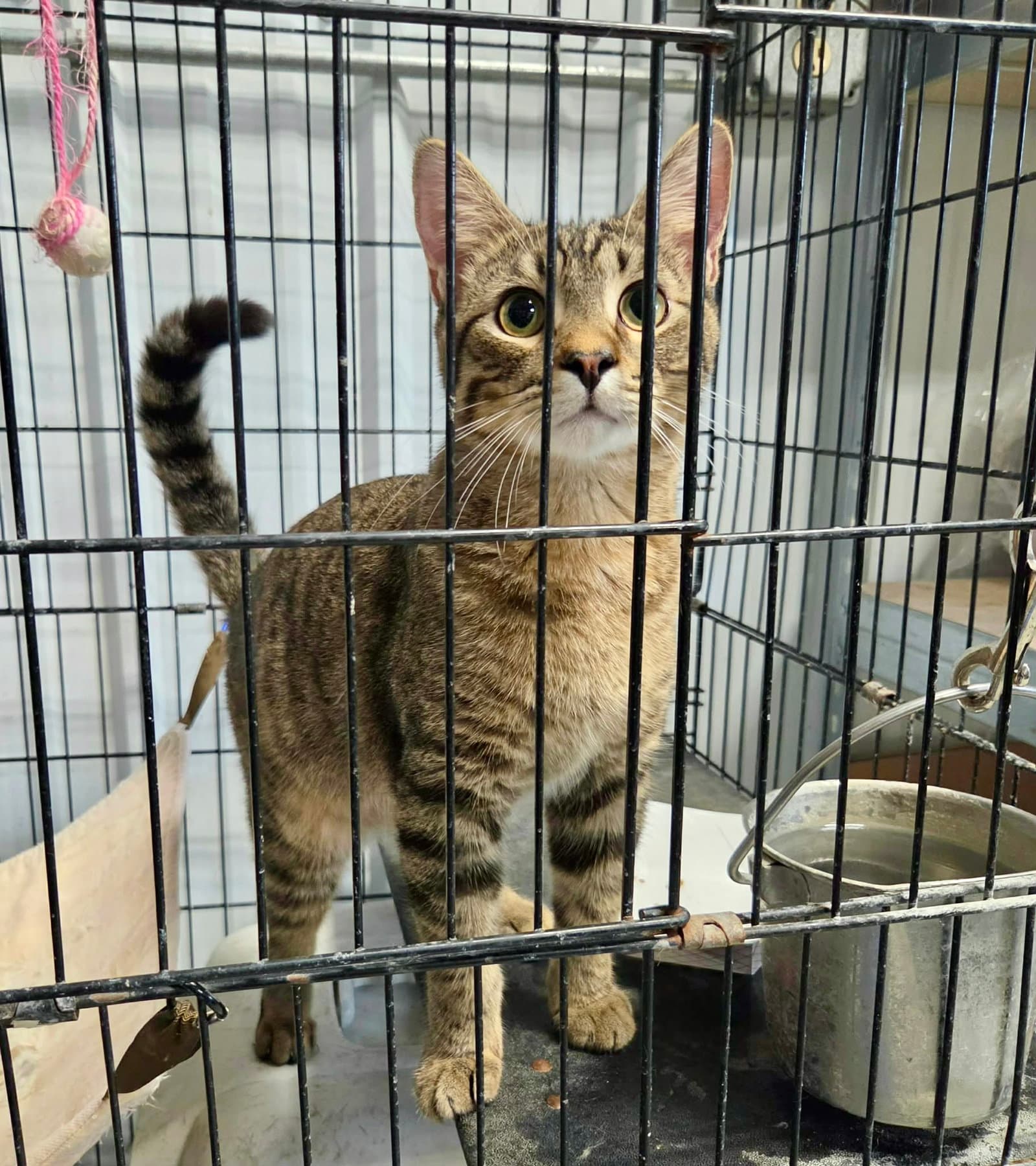 William (Bonded w/Walter)
