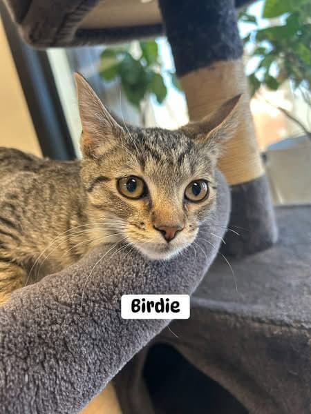 Birdie