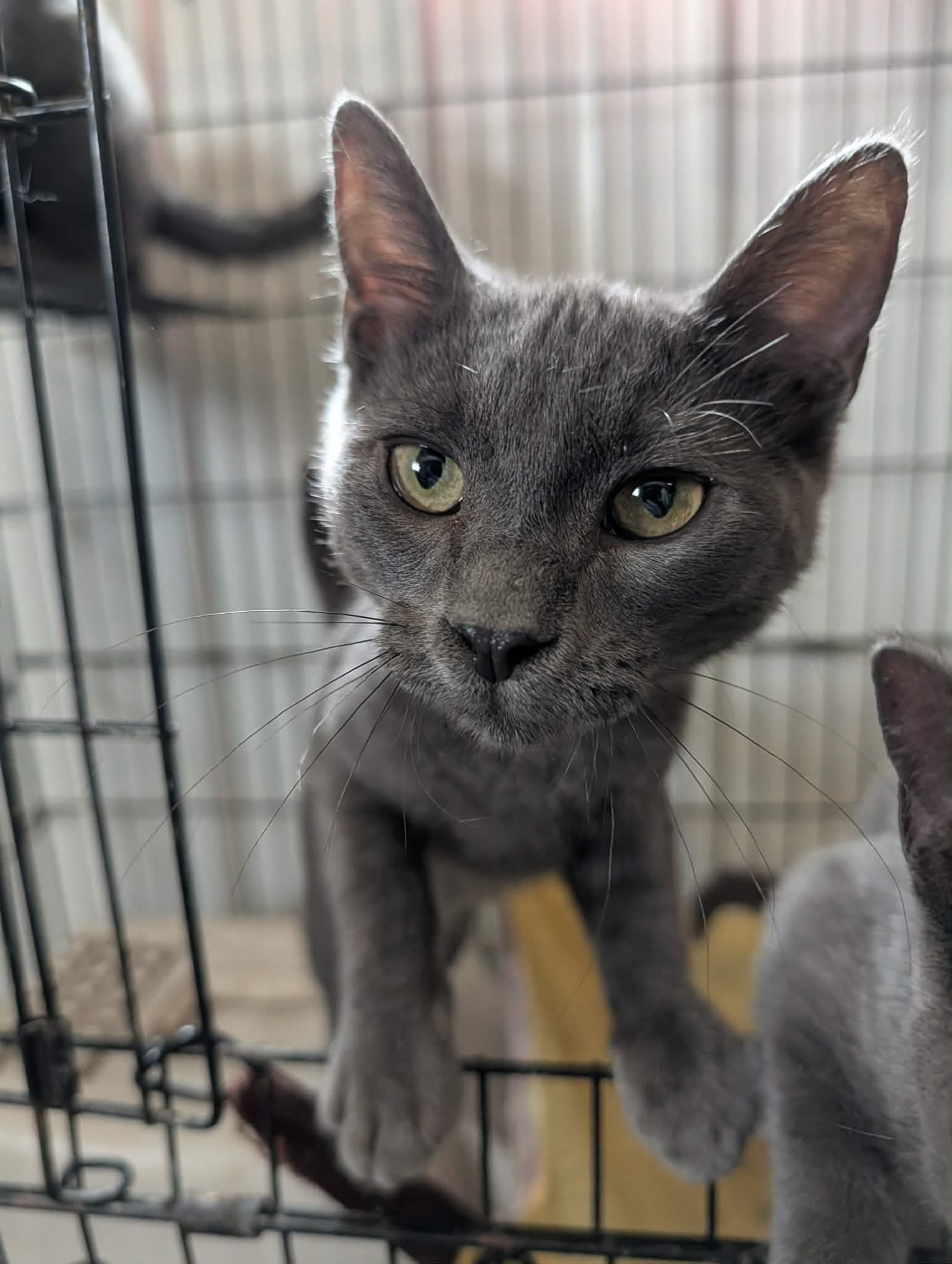 Salem
