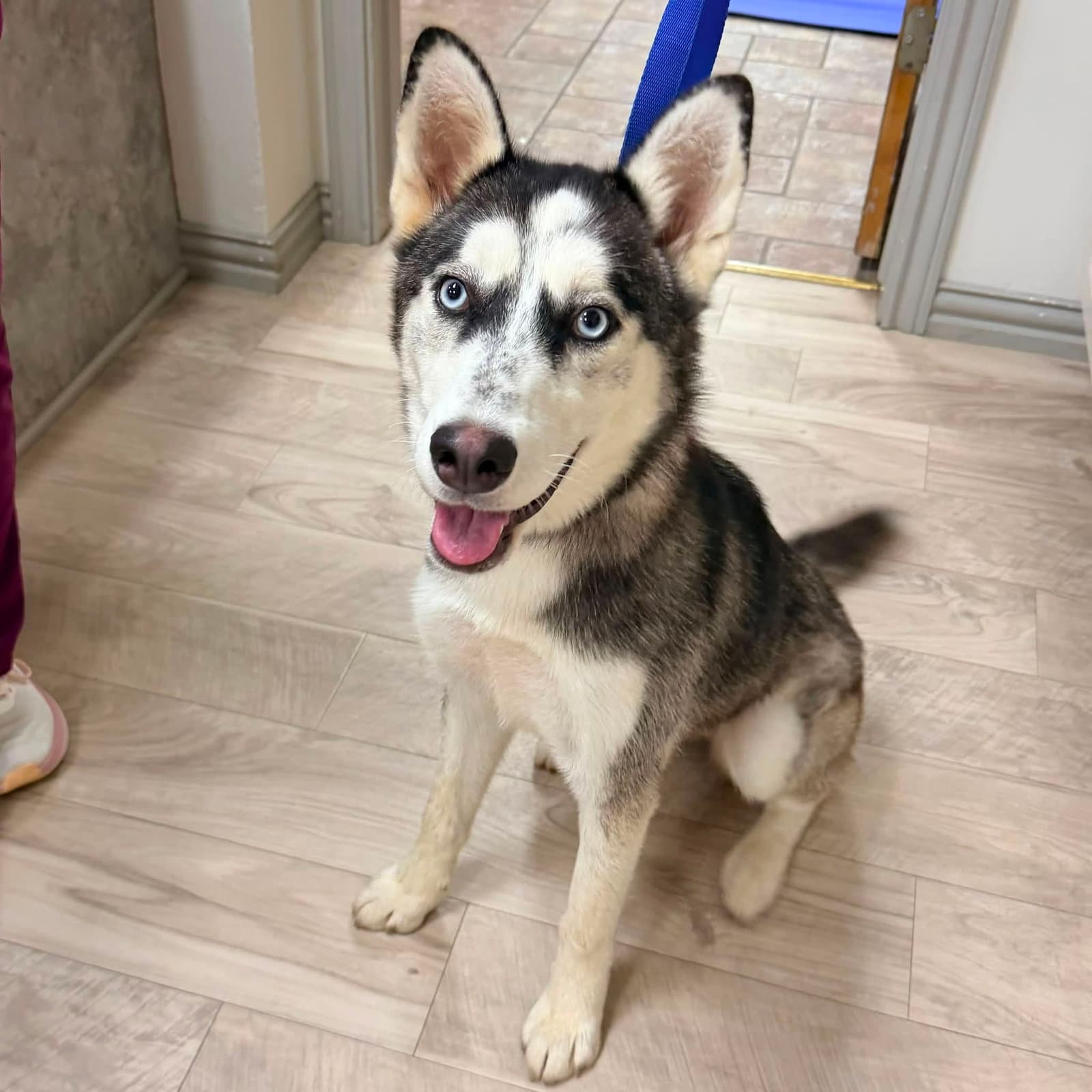Sashimi *Foster Needed*
