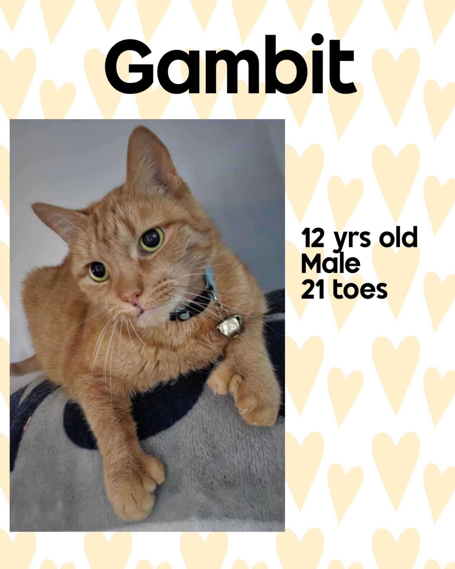 Gambit