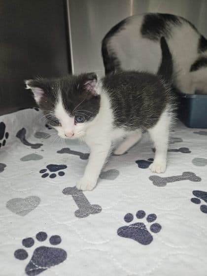 Oreo