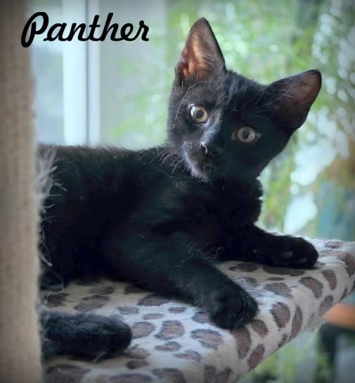 Panther