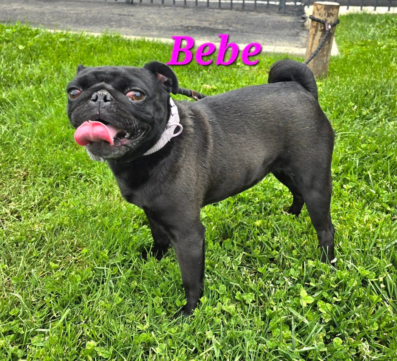 Bebe