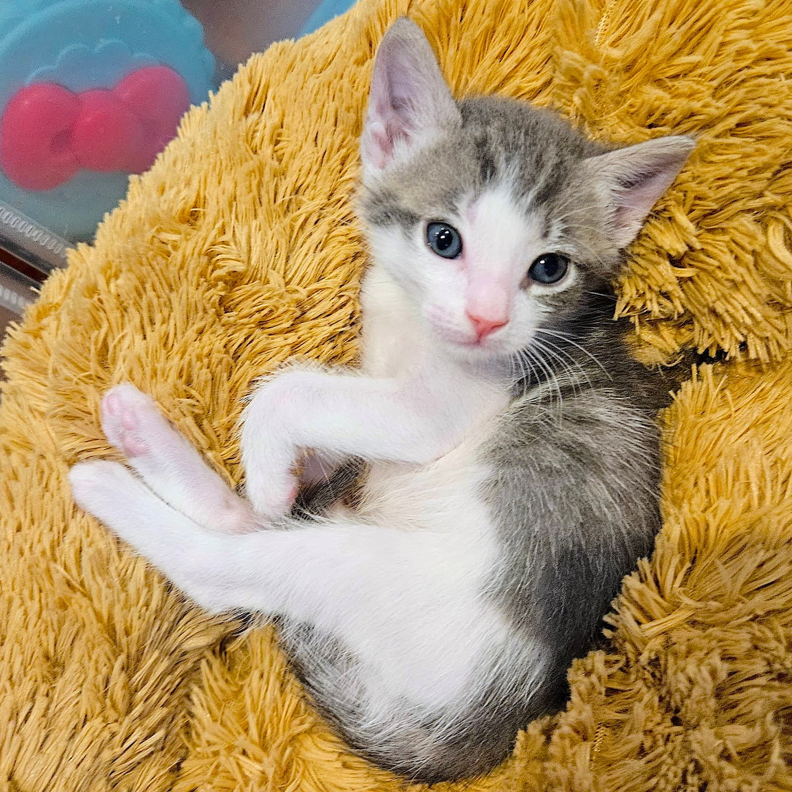 Elio