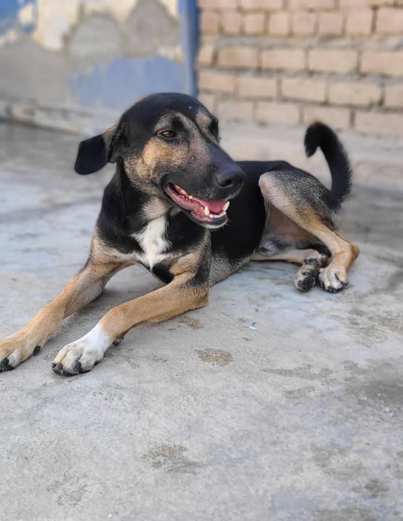 Petrol (KSAR)