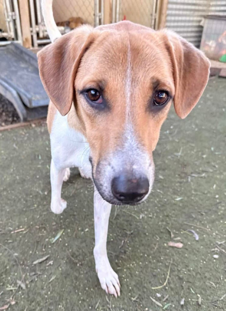 Kanploo (Soi Dog)